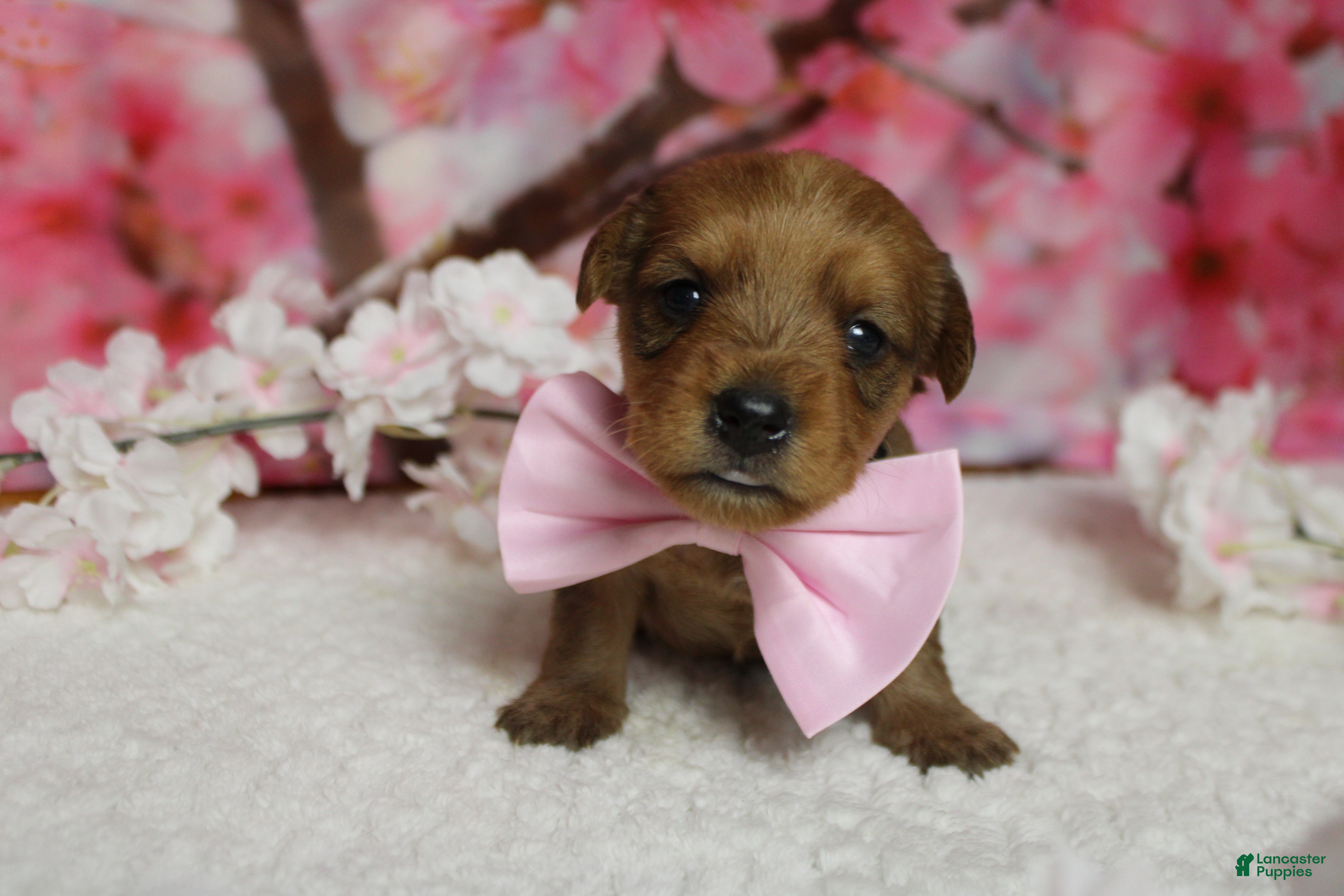 Yorkiepoo dogs Jacque  - Ad 5