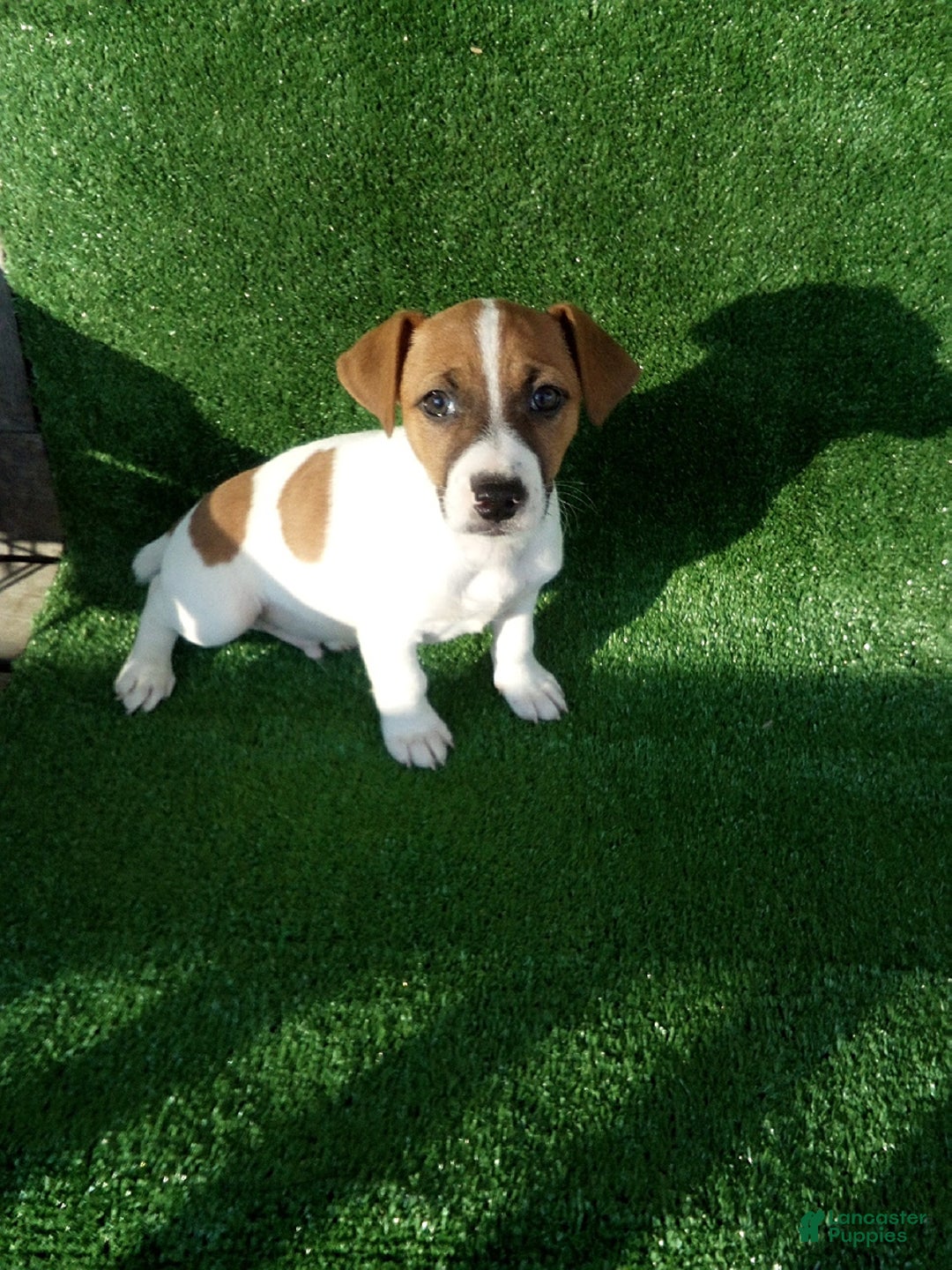 Gallery Image {{count}}