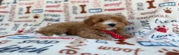 Cavapoo dogs for sale: Scrappy  - Ad 2