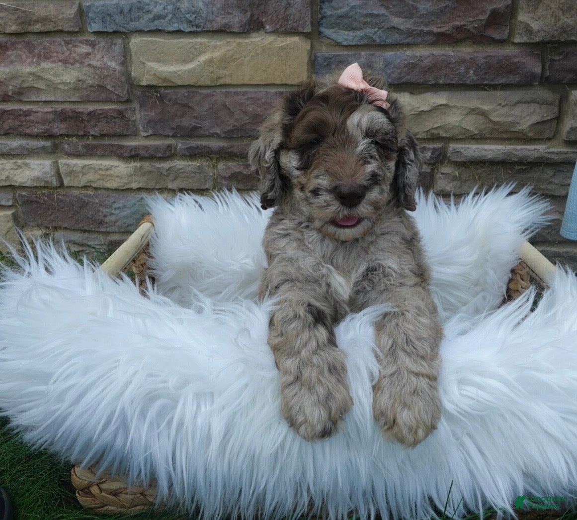 Newfypoo dogs F1b Milo - Ad 1