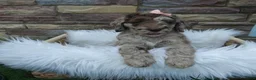 Newfypoo dogs for sale: F1b Milo - Ad 1