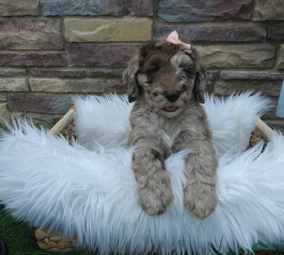 Newfypoo dogs for sale: F1b Milo - Ad 1