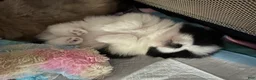 Pomeranian dogs for sale: Pomeranian Puppy 1 - Ad 6