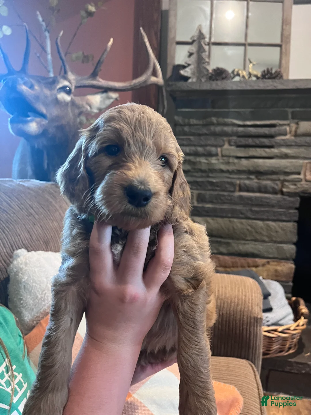 Irish Doodle dogs for sale: Light Green Collar - “Freeman” - Ad 1