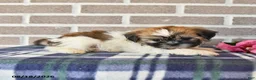 Shih Tzu dogs for sale: Petunia - Ad 3