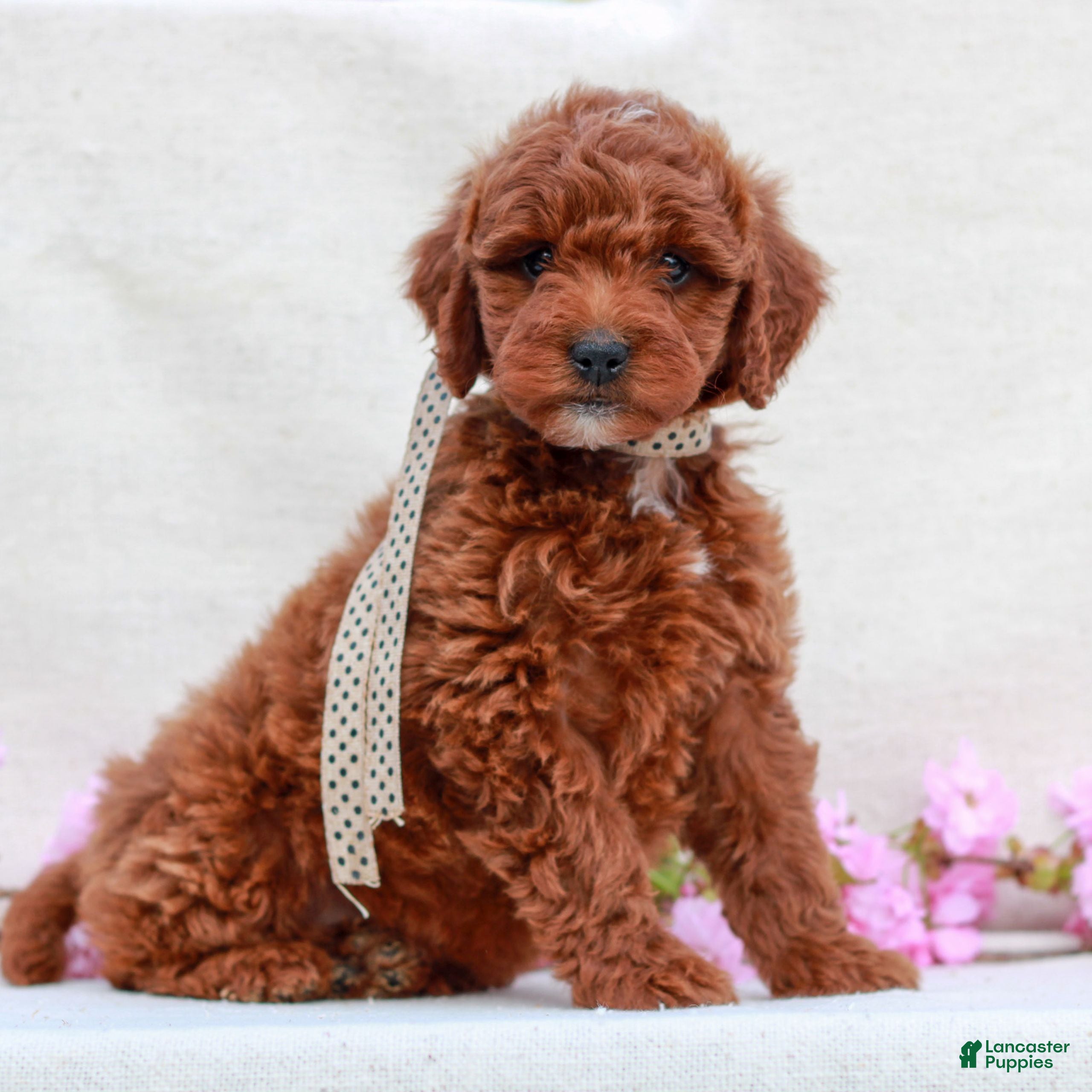 Irish Doodle dogs Banks  - Ad 1