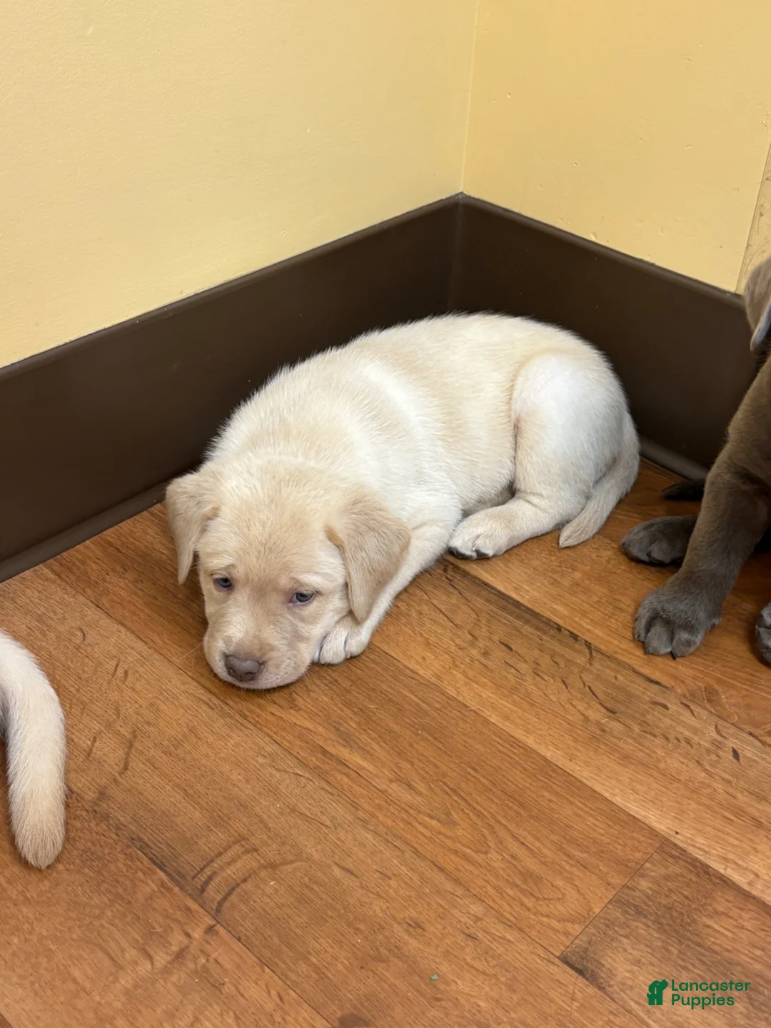 Labrador Retriever dogs for sale: Labrador Retriever Puppy 1 - Ad 1