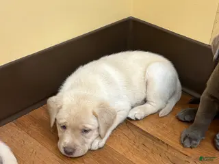 Labrador Retriever dogs Labrador Retriever Puppy 1 - Ad 5