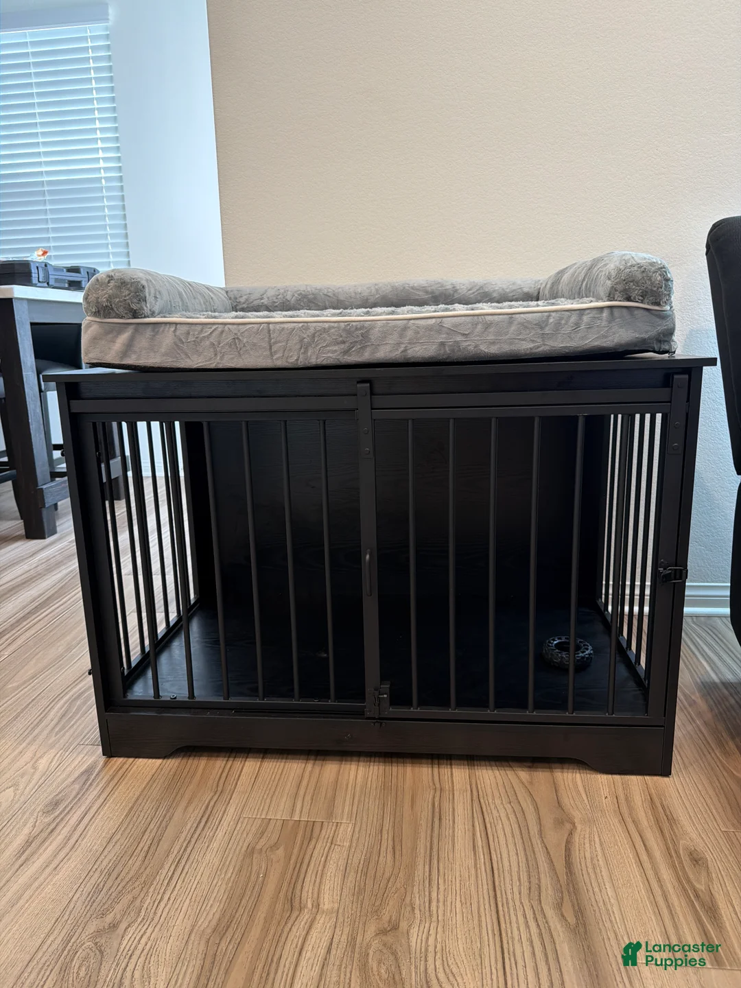 Standard Poodle dogs for sale: Standard Poodle Puppy 1 - Ad 5