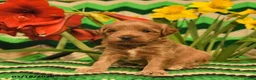 Mini Goldendoodle dogs for sale: Sparkey    - Ad 3
