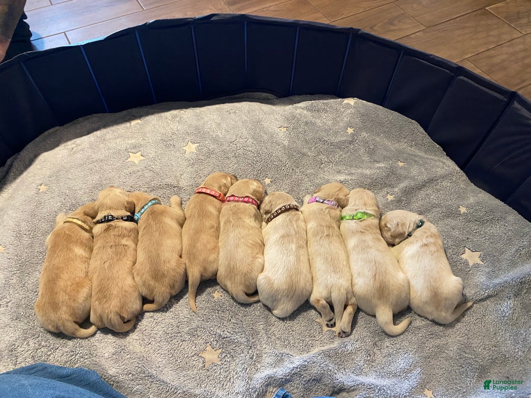 Golden Retriever dogs for sale: Pepperoni - Ad 3