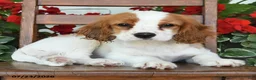 Cockalier dogs for sale: Rosy - Ad 1