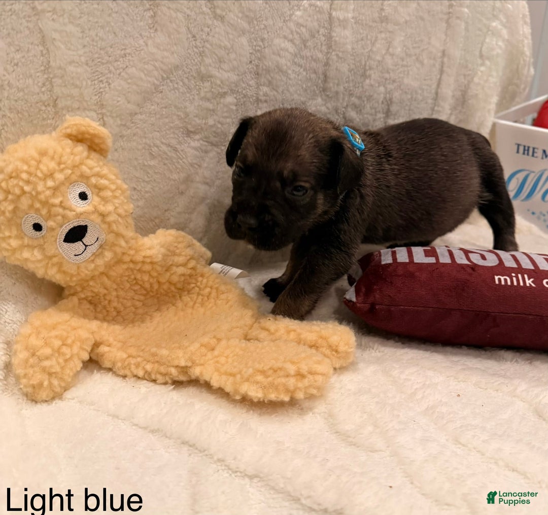 Cane Corso dogs for sale: Reign (light Blue) - Ad 4