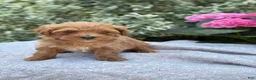 Toy Poodle dogs for sale: Penny - Ad 14