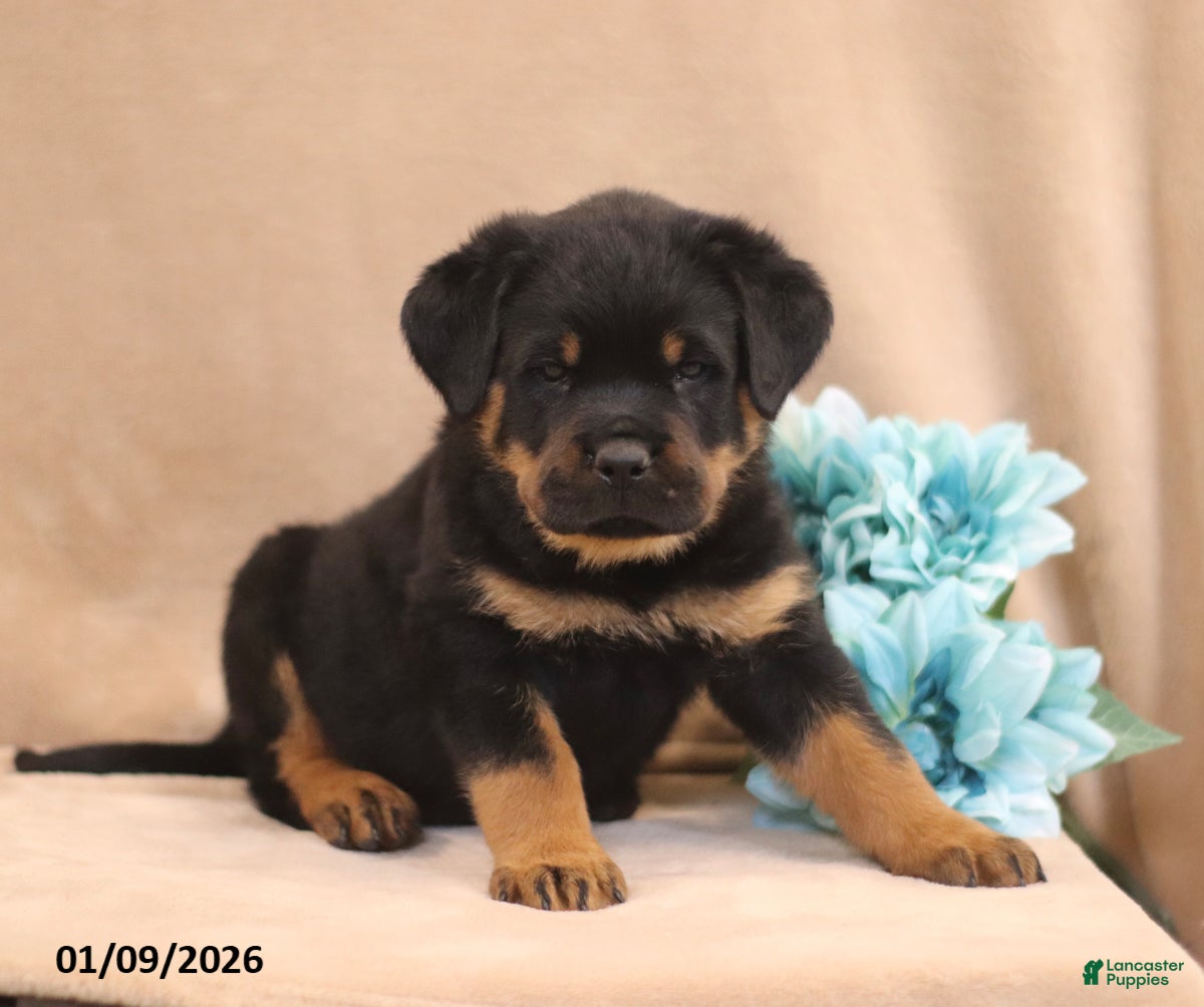 Rottweiler dogs Turbo - Ad 27