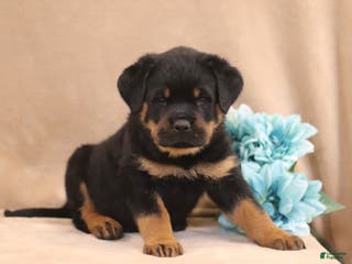 Rottweiler dogs Turbo - Ad 23