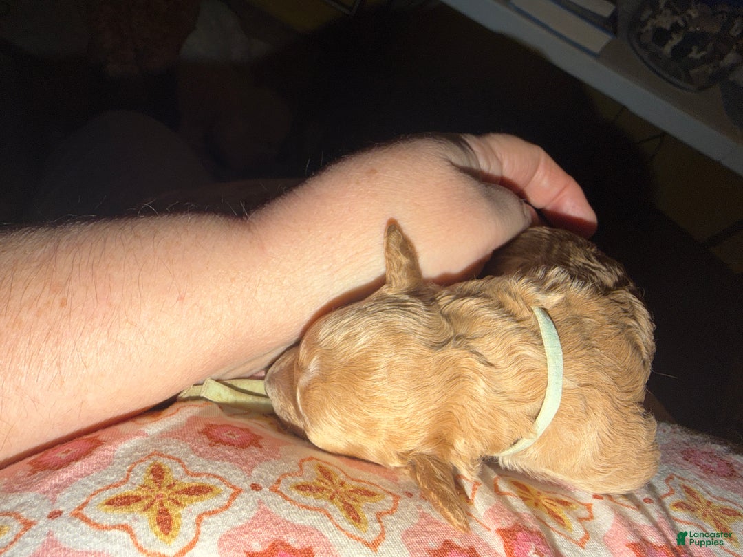 Miniature Poodle dogs for sale: AKC Miniature Poodle Puppy Light Green - Ad 5