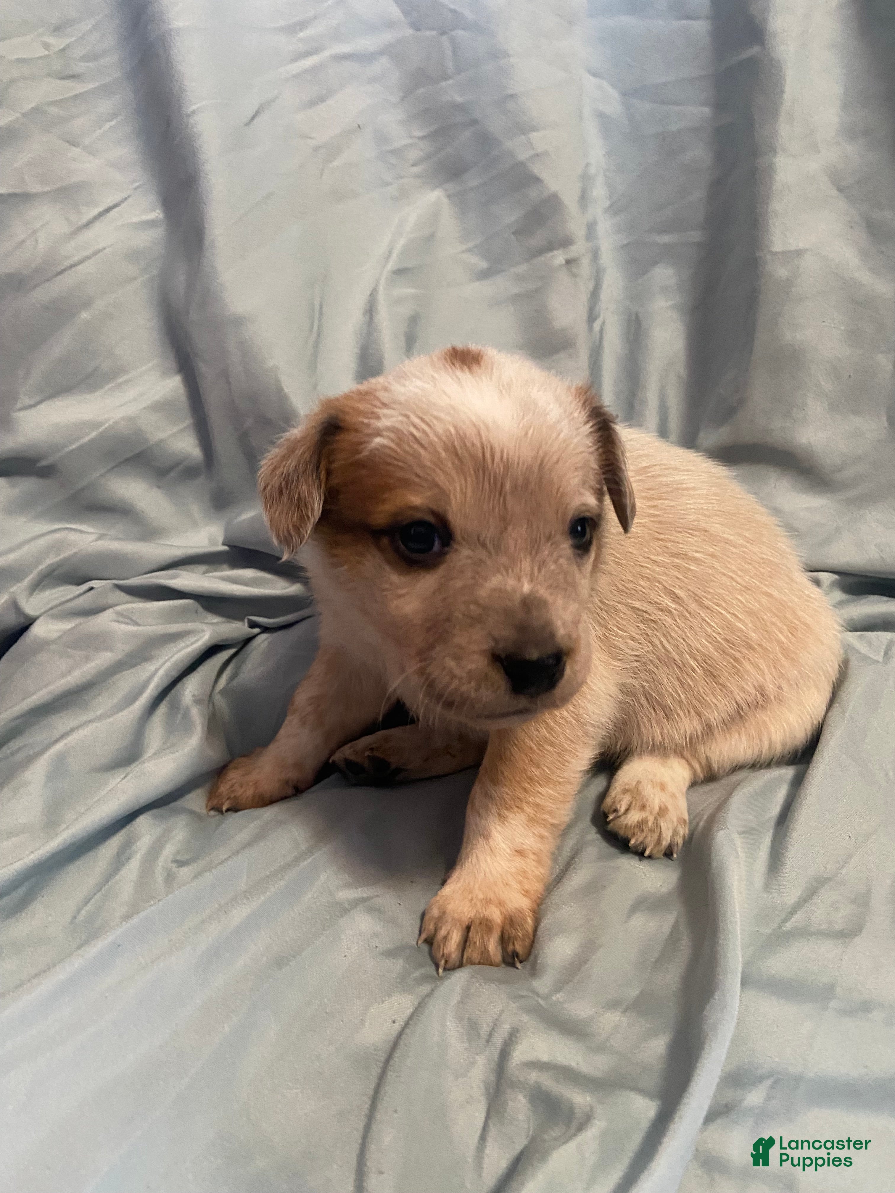 Australian Cattle Dog dogs Australian Cattle Dog Puppy 3 - Ad 38