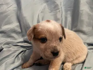 Australian Cattle Dog dogs Australian Cattle Dog Puppy 3 - Ad 38