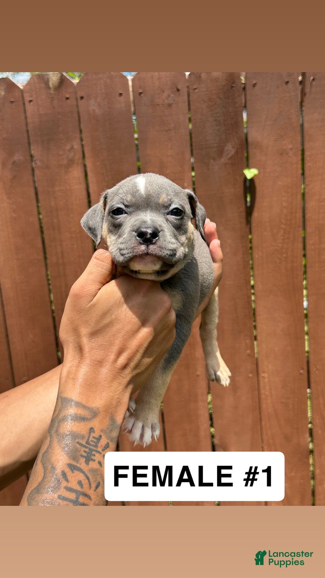 American Bully dogs for sale: American Bully Puppy 5 - Ad 6