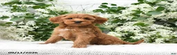 Goldendoodle dogs for sale: Julie  - Ad 3