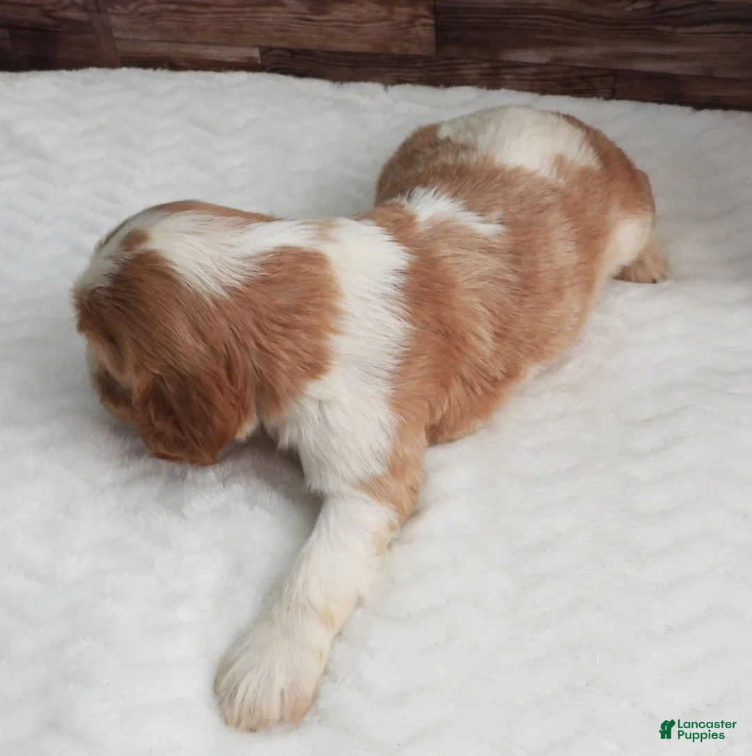 Mixed Breed dogs for sale: Cockalier #1 Female - Ad 3