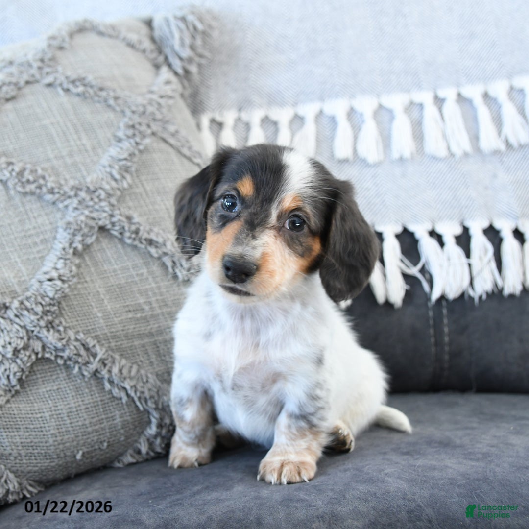 Miniature Dachshund dogs for sale: Lacey - Ad 4