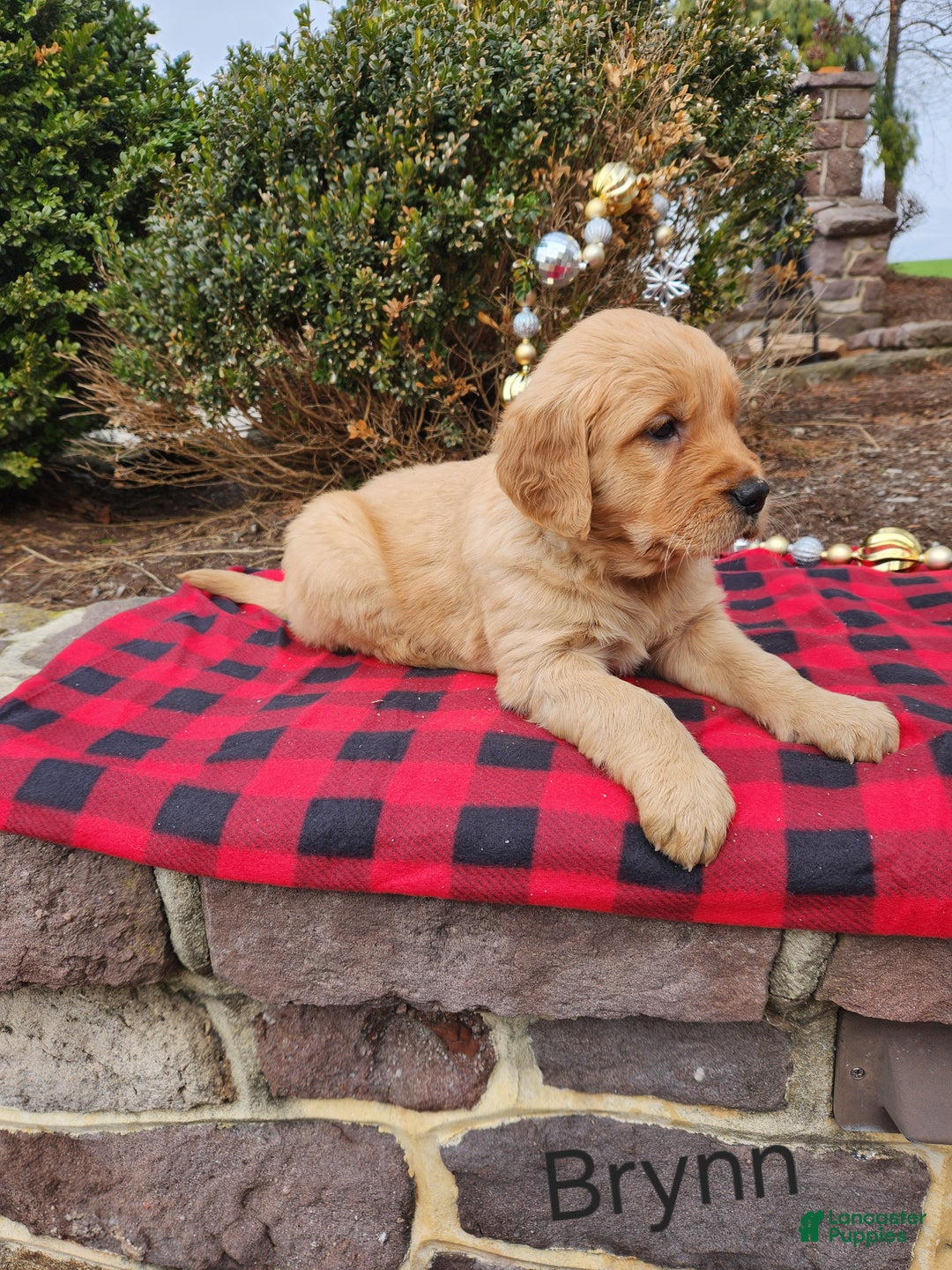 Golden Retriever dogs for sale: Brynn - Ad 3