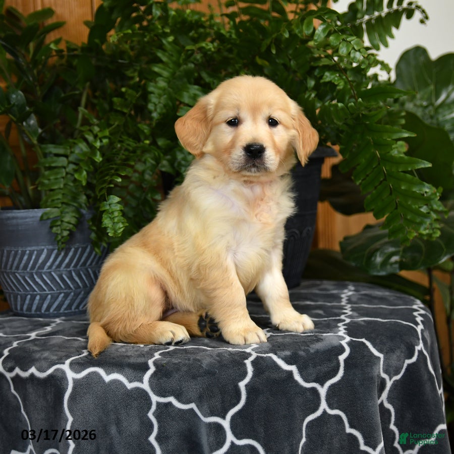 Golden Retriever dogs Holly - Ad 1