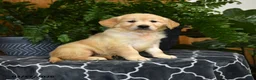Golden Retriever dogs for sale: Holly - Ad 1