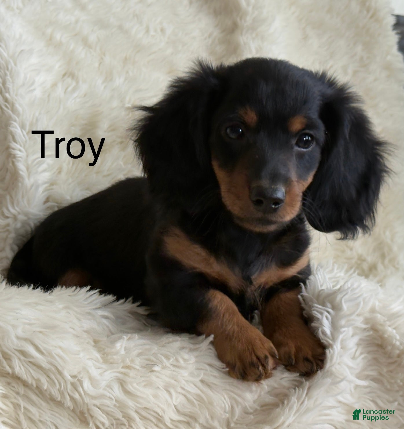Miniature Dachshund dogs Troy - Ad 1