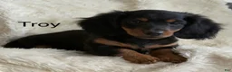 Miniature Dachshund dogs for sale: Troy - Ad 1