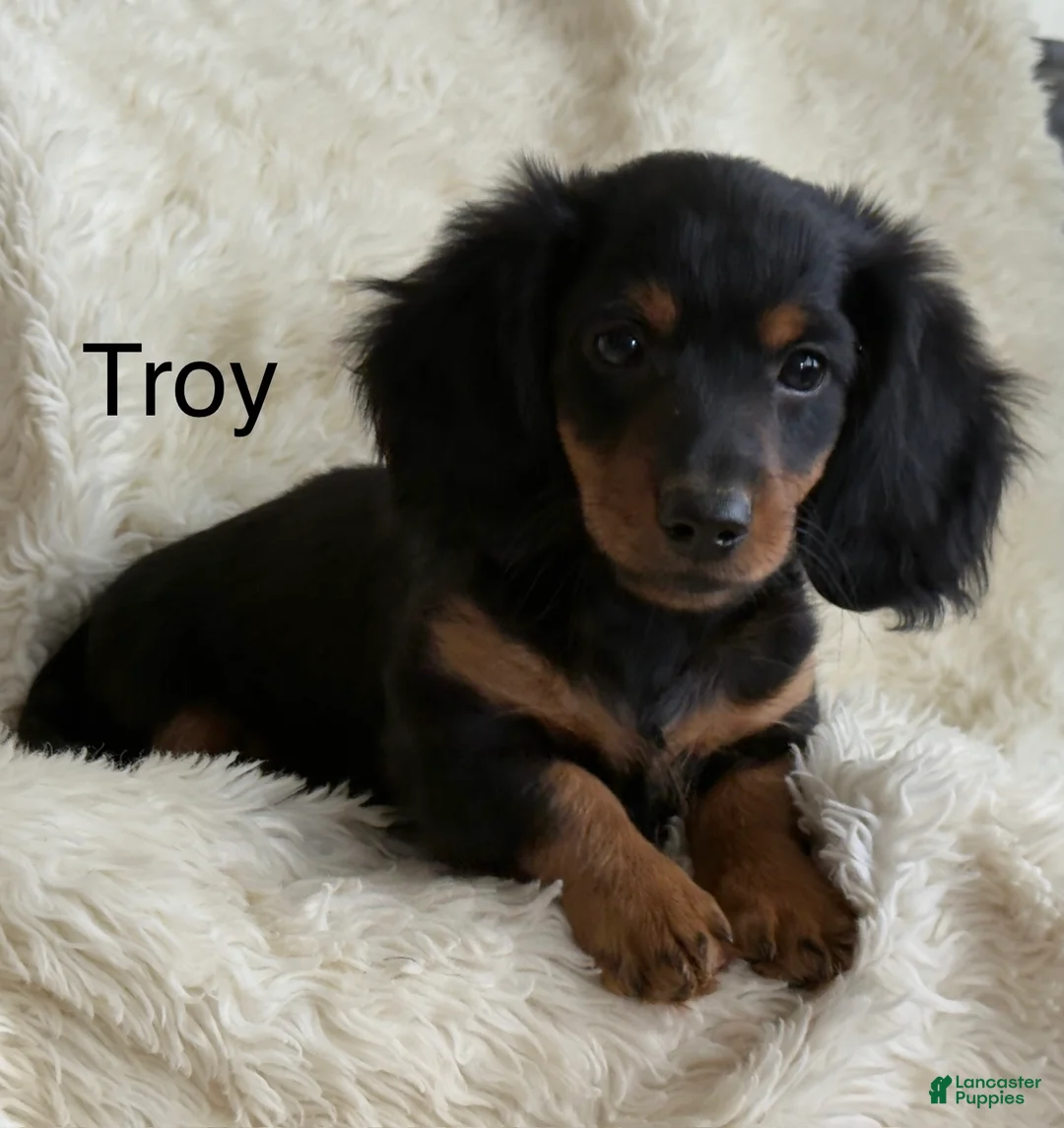 Miniature Dachshund dogs for sale: Troy - Ad 1