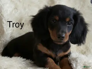 Miniature Dachshund dogs for sale: Troy - Ad 1
