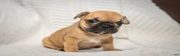 French Bulldog dogs for sale: Alexander - Ad 4