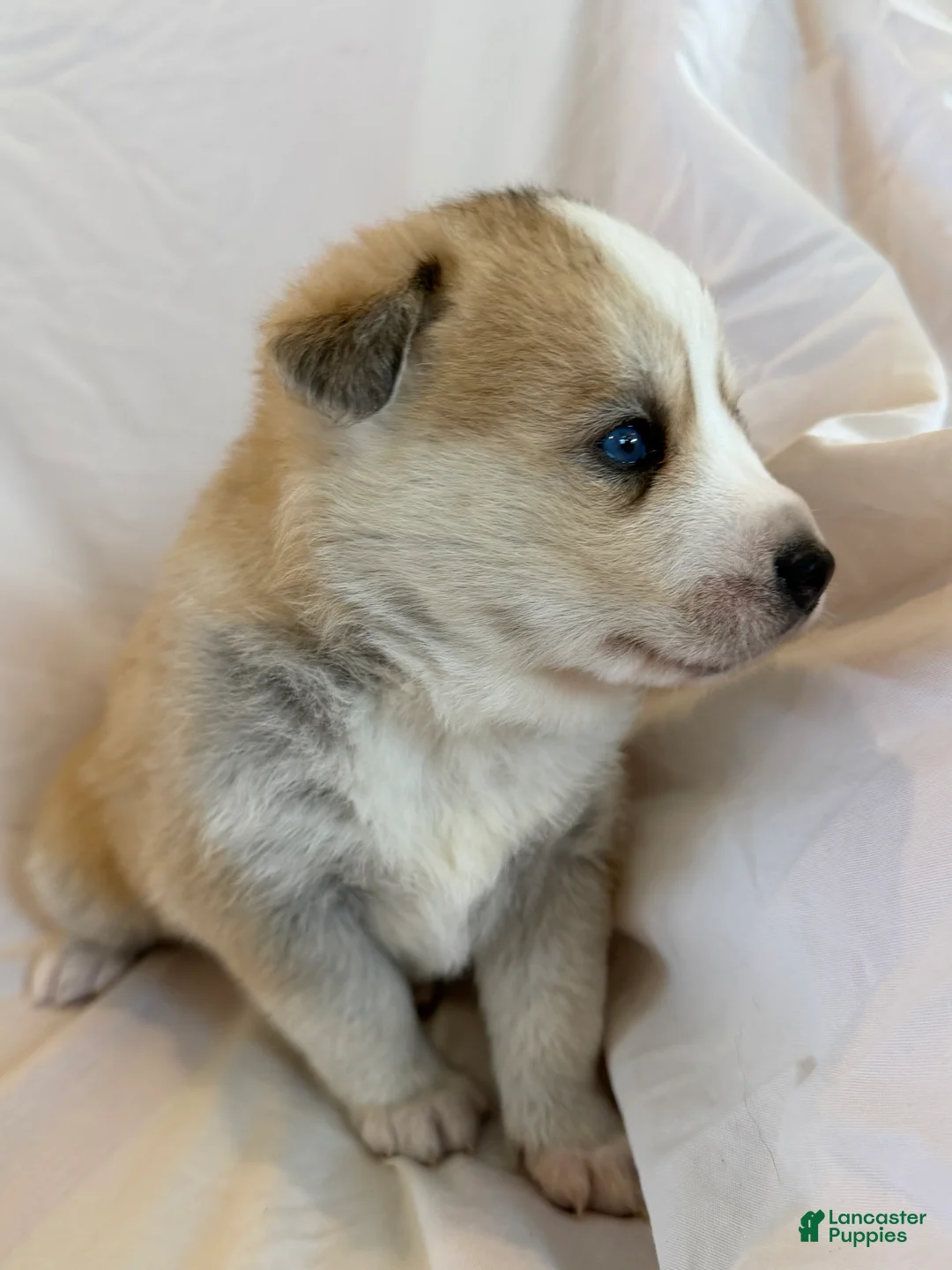 Pomsky dogs for sale: Snow - Ad 2