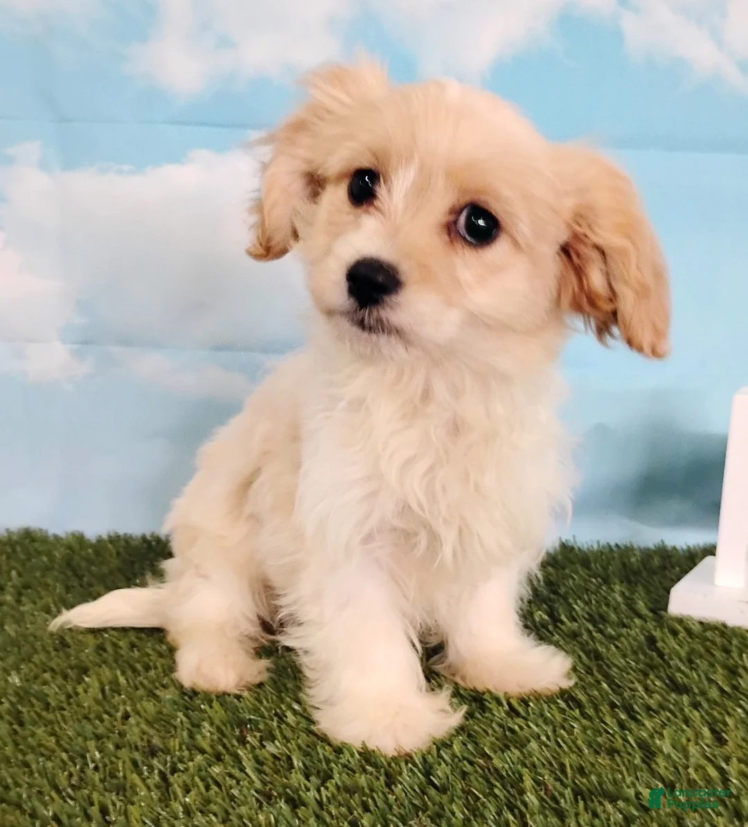 Cavachon dogs for sale: Teddy - Ad 3