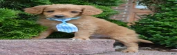 Mini Goldendoodle dogs for sale: Mini Gordon - Ad 15