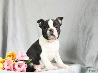 Boston Terrier dogs Beniah - Ad 36