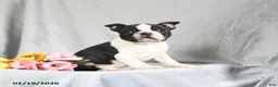 Boston Terrier dogs for sale: Beniah - Ad 1