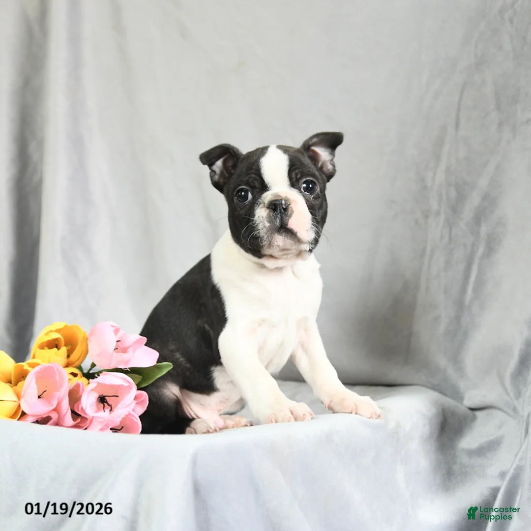 Boston Terrier dogs for sale: Beniah - Ad 1