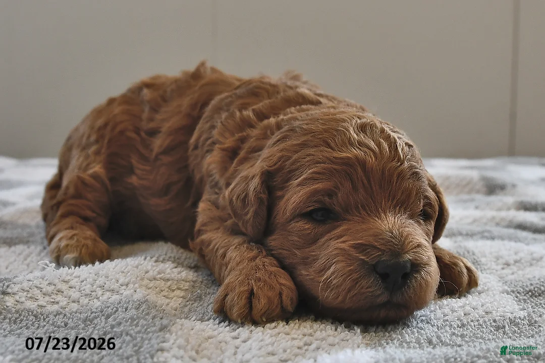Mini Goldendoodle dogs for sale: Oliver - Ad 1