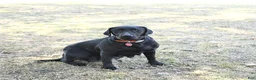 Labrador Retriever dogs for sale: Terry - Ad 6