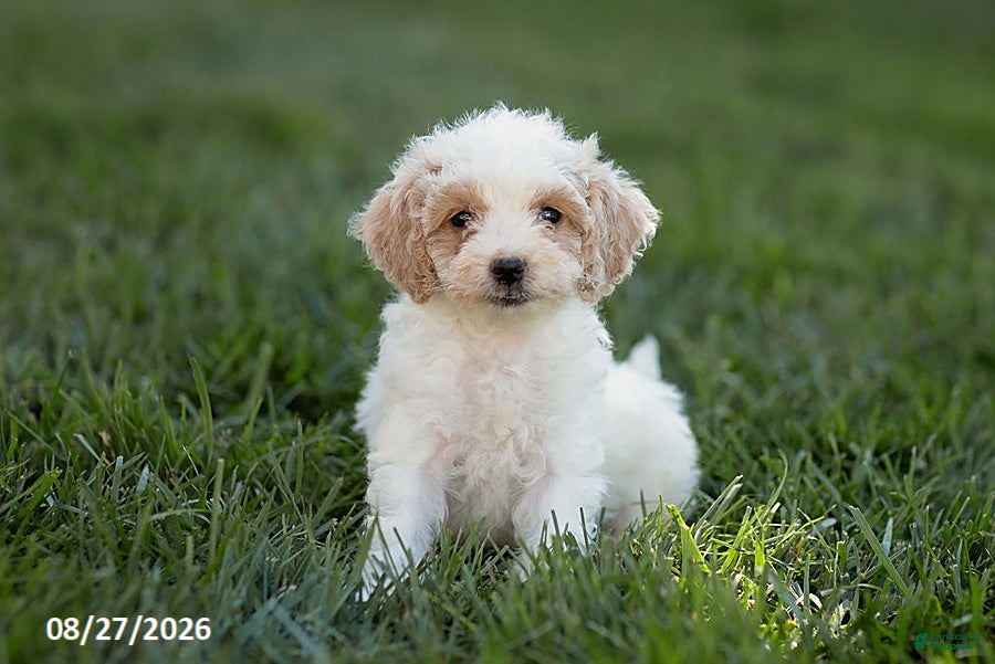 Mini Goldendoodle dogs for sale: Opal - Ad 2