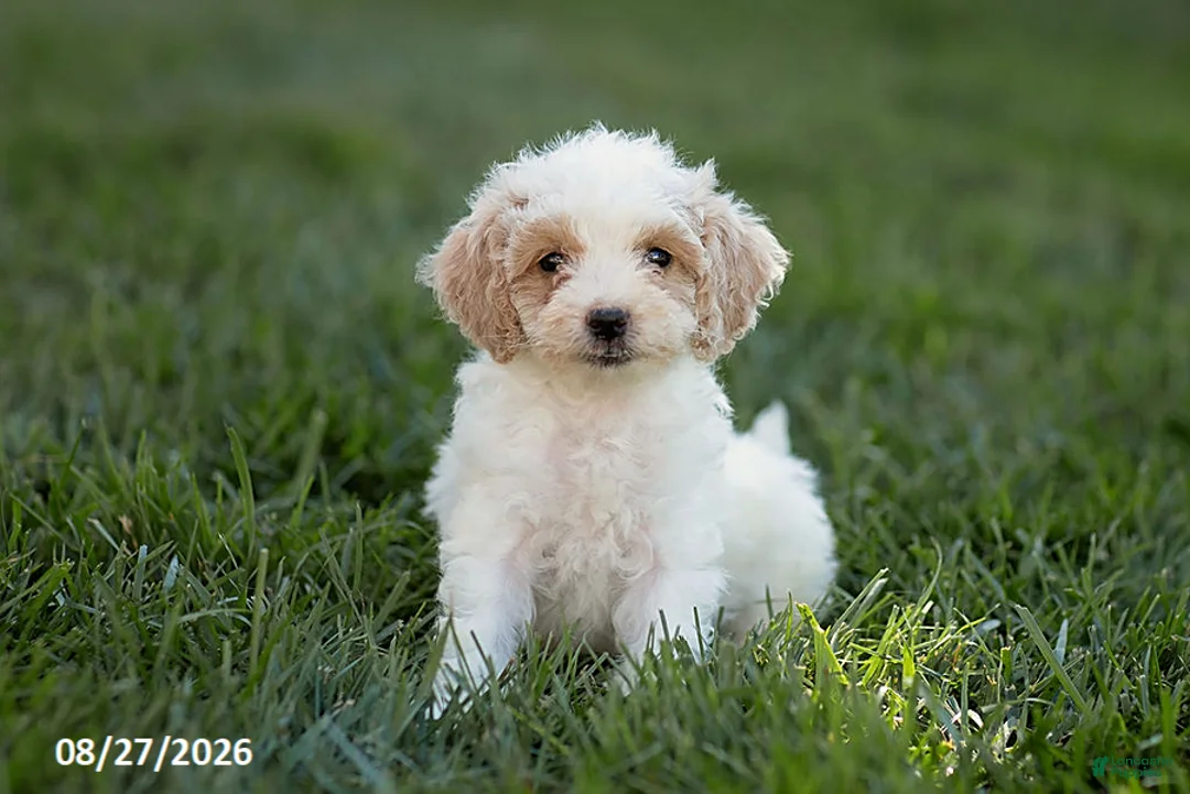 Mini Goldendoodle dogs for sale: Opal - Ad 1