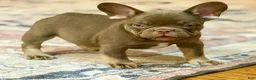French Bulldog dogs for sale: Yogi Bear - Ad 1