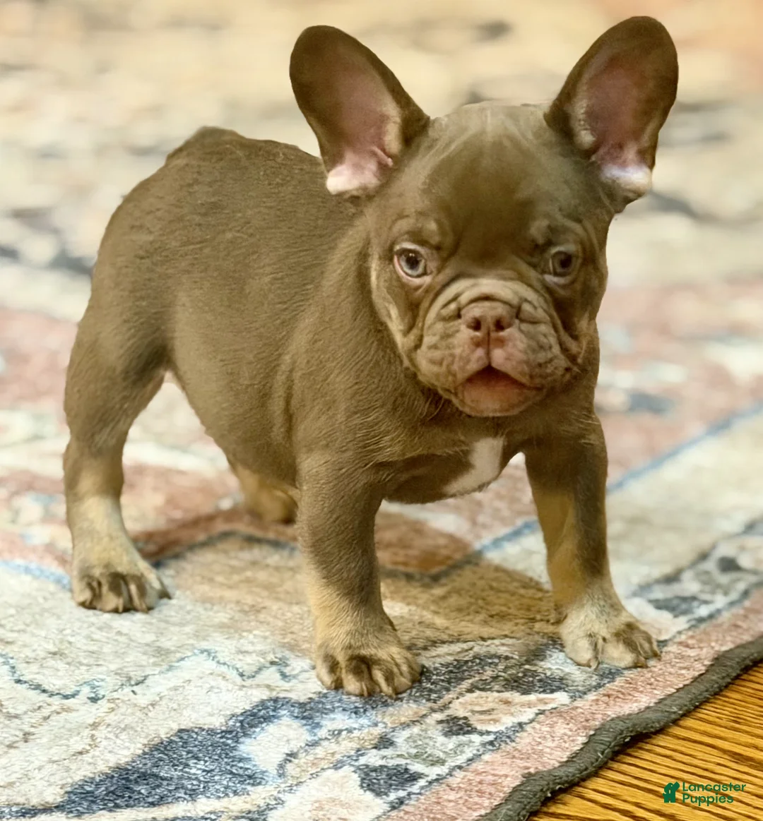 French Bulldog dogs for sale: Yogi Bear - Ad 1