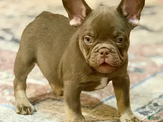 French Bulldog dogs Yogi Bear - Ad 42