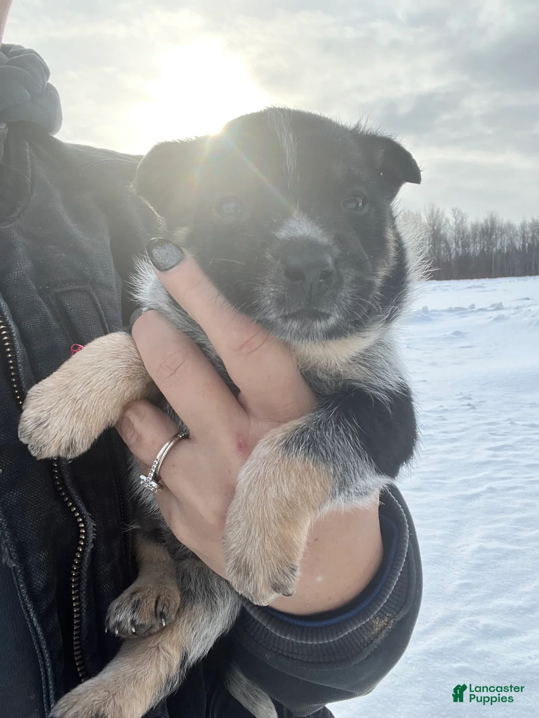 Australian Cattle Dog dogs for sale: Ranger - Ad 1