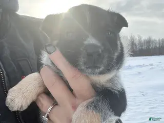 Australian Cattle Dog dogs Ranger - Ad 41